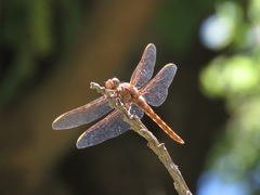 Orthemis nodiplaga