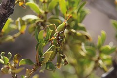 Bootettix argentatus