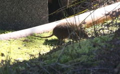 Antechinus minimus