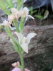Chloraea membranacea