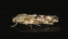 Mompha stellella