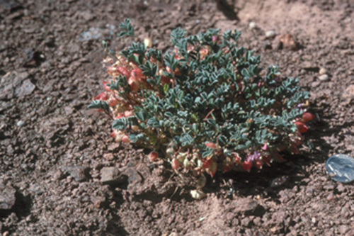 Beatley's milkvetch (Astragalus beatleyae)