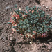 Beatley's Milkvetch - Photo Federal Government of the United States, no known copyright restrictions (public domain)
