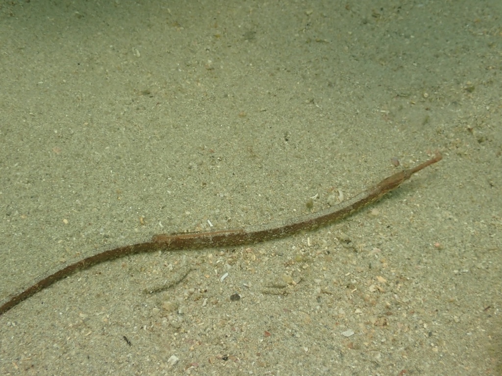 Seaweed Pipefish