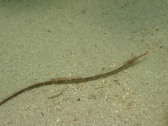 Seaweed Pipefish photo 1