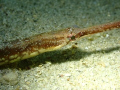 Seaweed Pipefish photo 3
