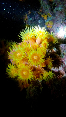 Tubastraea