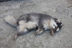 Melogale subaurantiaca