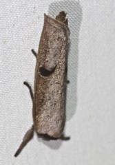 Pilostibes stigmatias