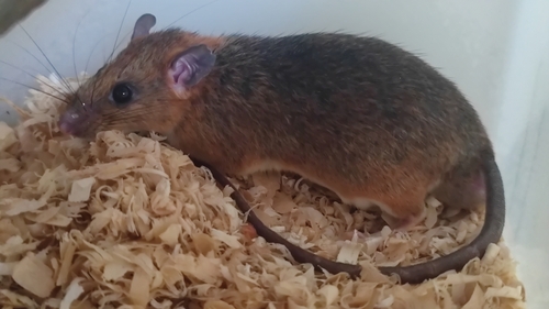 Chestnut White-bellied Rat (Niviventer fulvescens) — Least Concern Mammalia