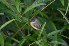 Todirostrum maculatum