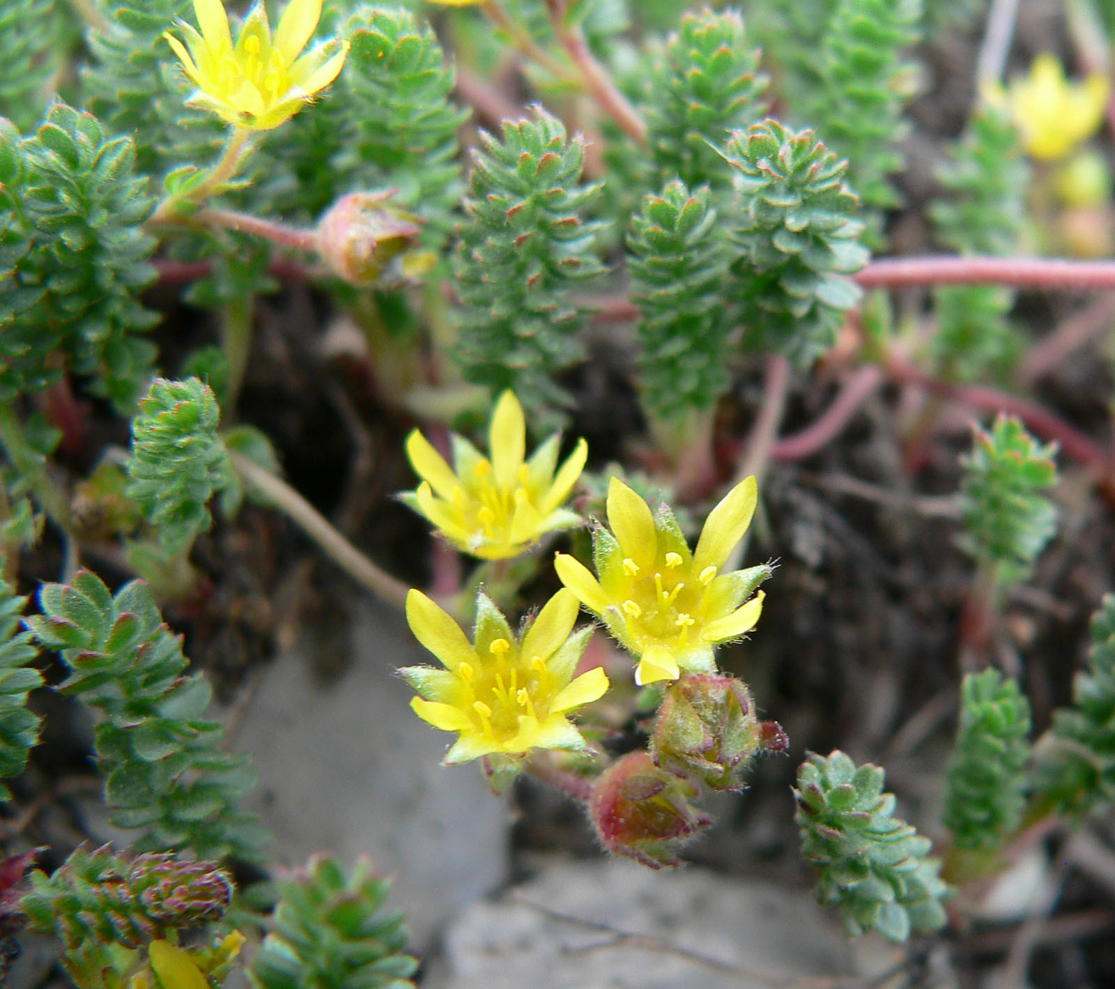 Ivesia cryptocaulis
