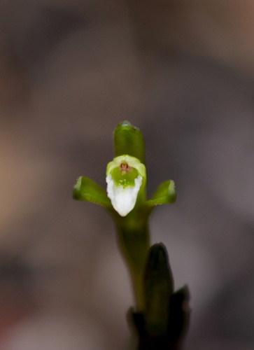 gentian noddingcaps (Triphora gentianoides)