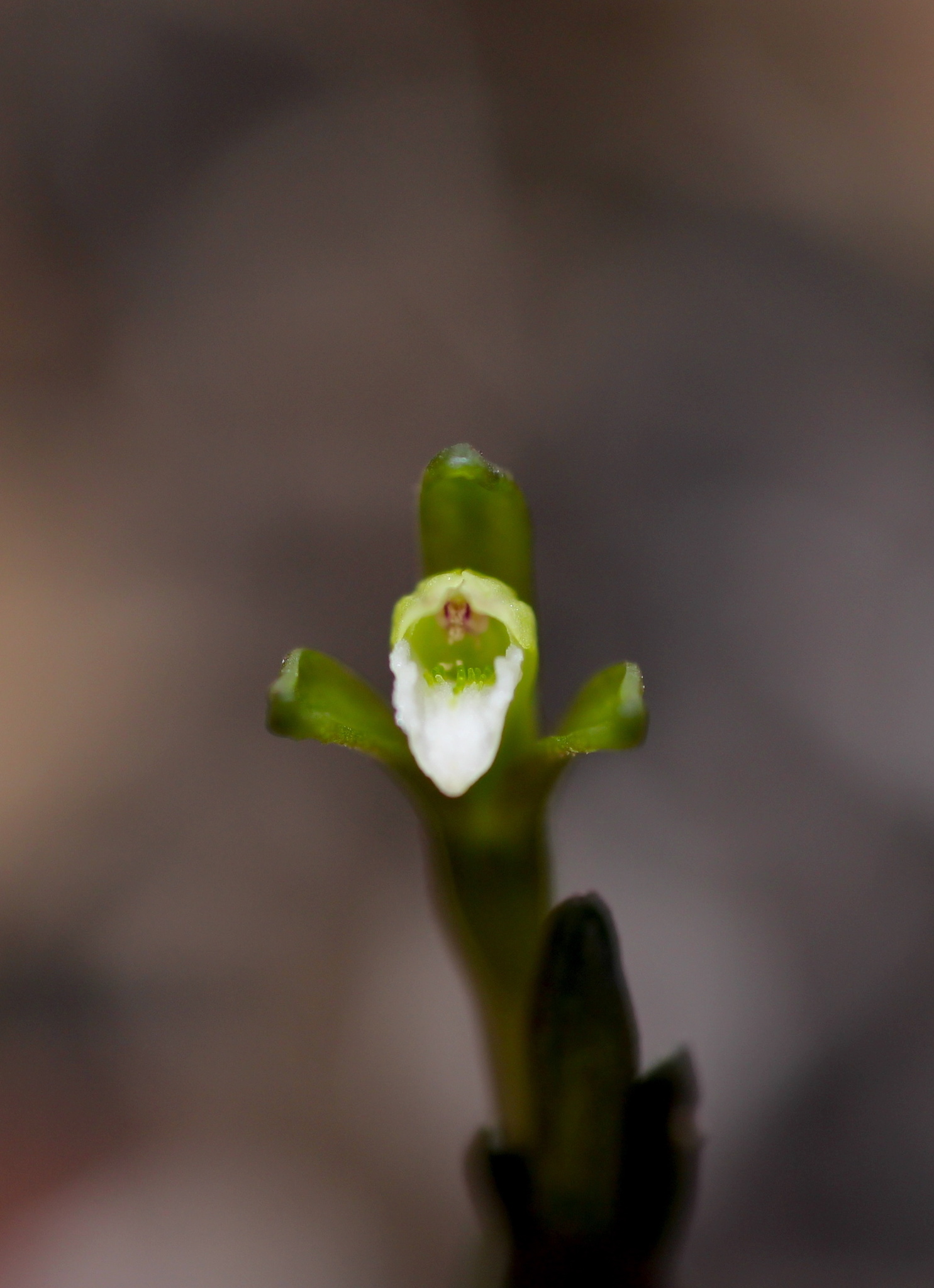 Triphora gentianoides