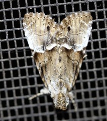 Alophosoma emmelopis