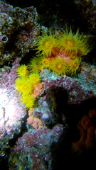 Tubastraea