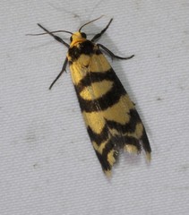 Scaptesyle equidistans