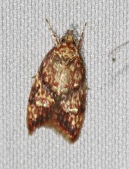 Lophopepla igniferella