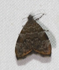 Choreutis melanopepla