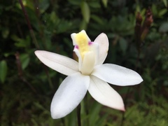 Bromheadia finlaysoniana