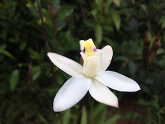 Bromheadia finlaysoniana