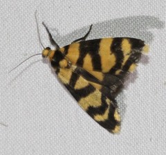 Scaptesyle equidistans