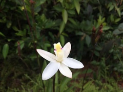 Bromheadia finlaysoniana