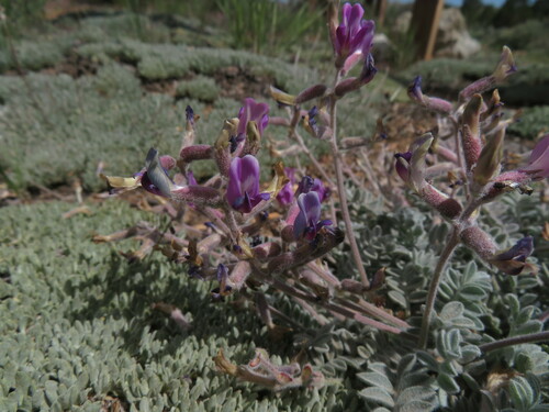 Image of Big Bear Valley Woollypod (Astragalus leucolobus) by no rights reserved