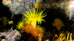 Tubastraea