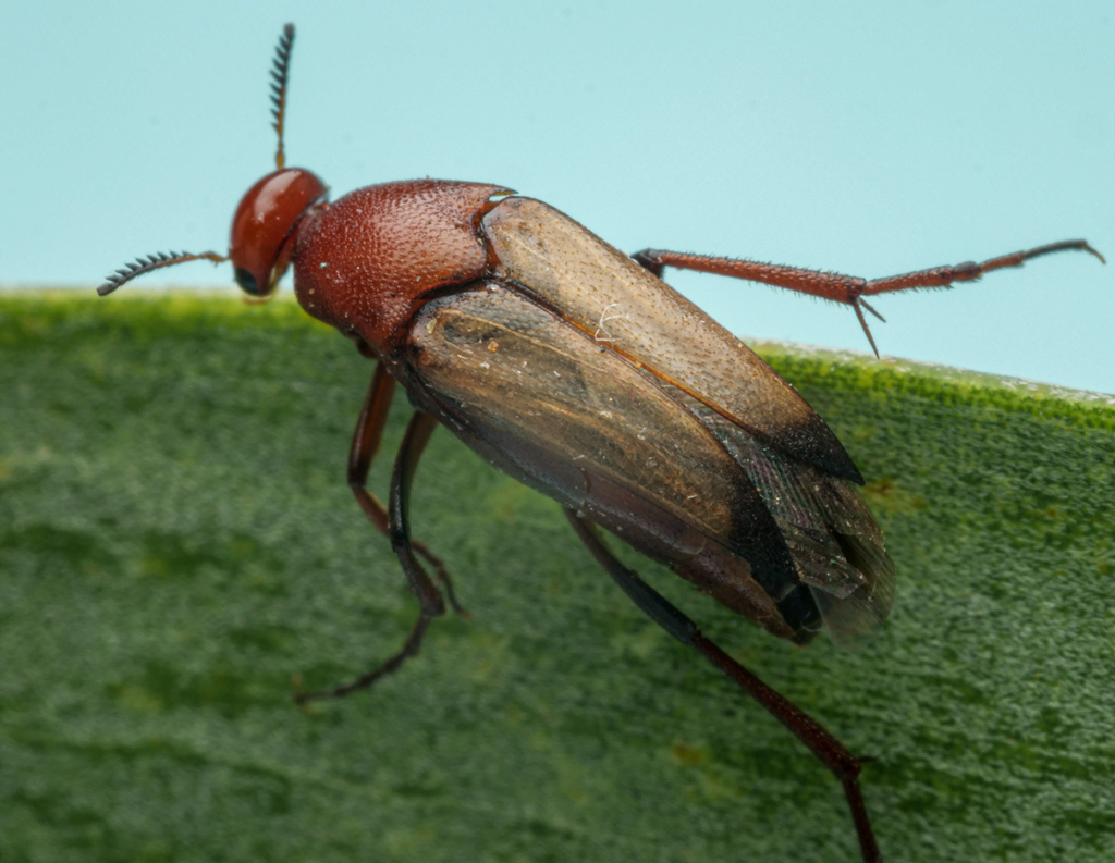 Macrosiagon laeviceps