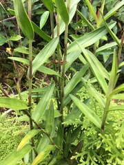 Bromheadia finlaysoniana