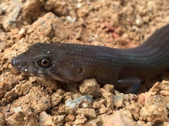 Bar-Lipped Sheen-Skink photo 3
