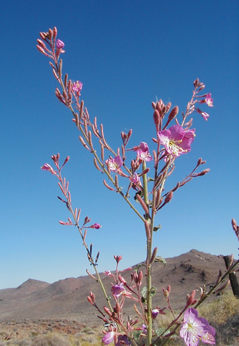 Chylismia megalantha