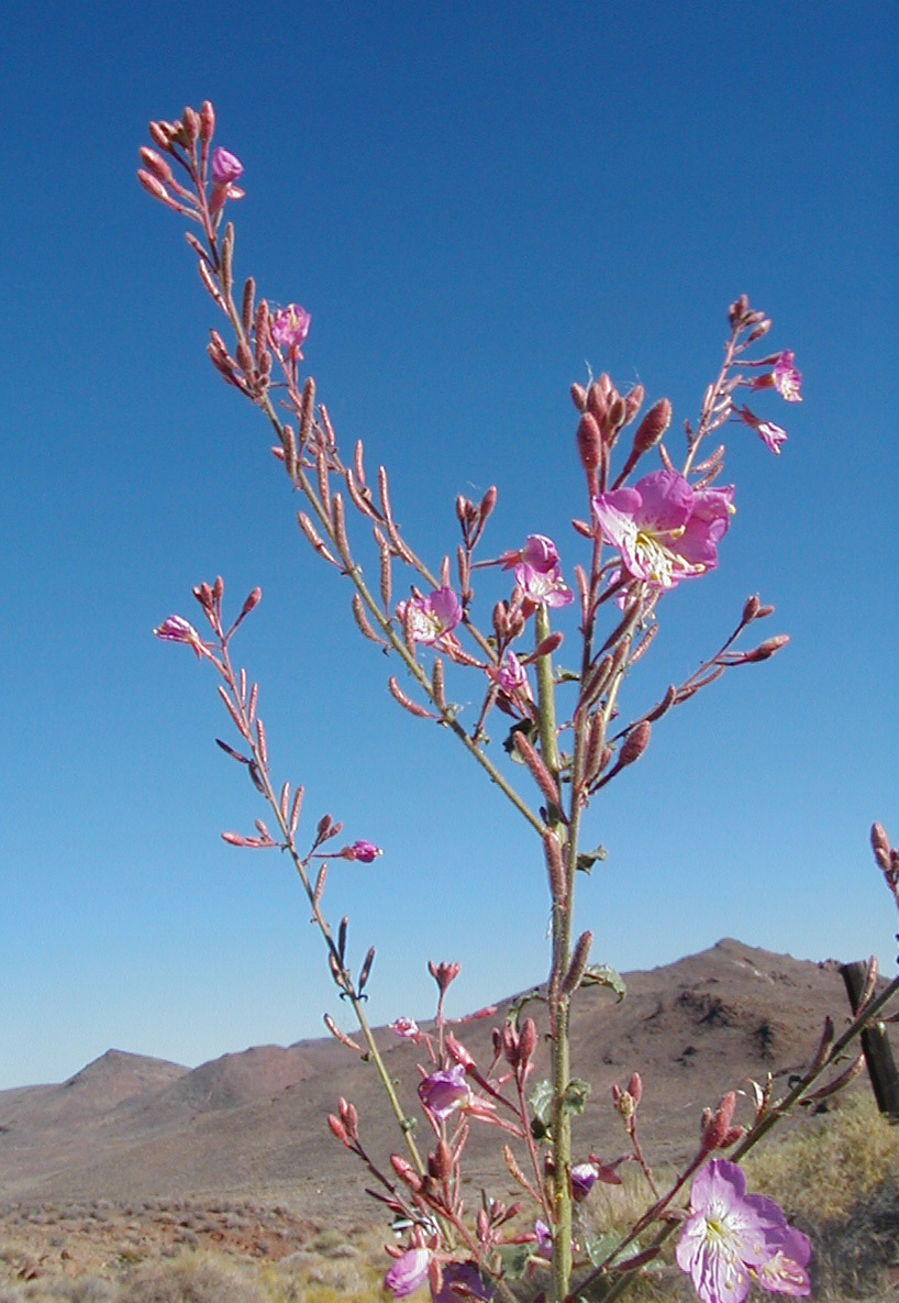 Chylismia megalantha