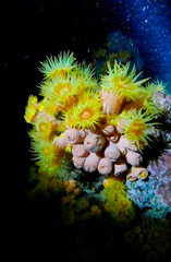 Tubastraea