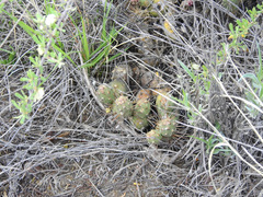 Maihueniopsis ovata