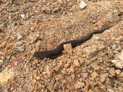 Bar-Lipped Sheen-Skink photo 4