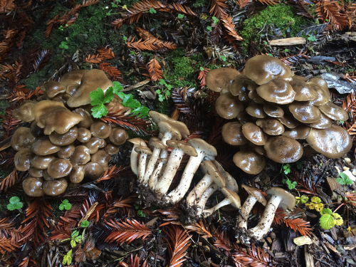 Fried Chicken Mushroom