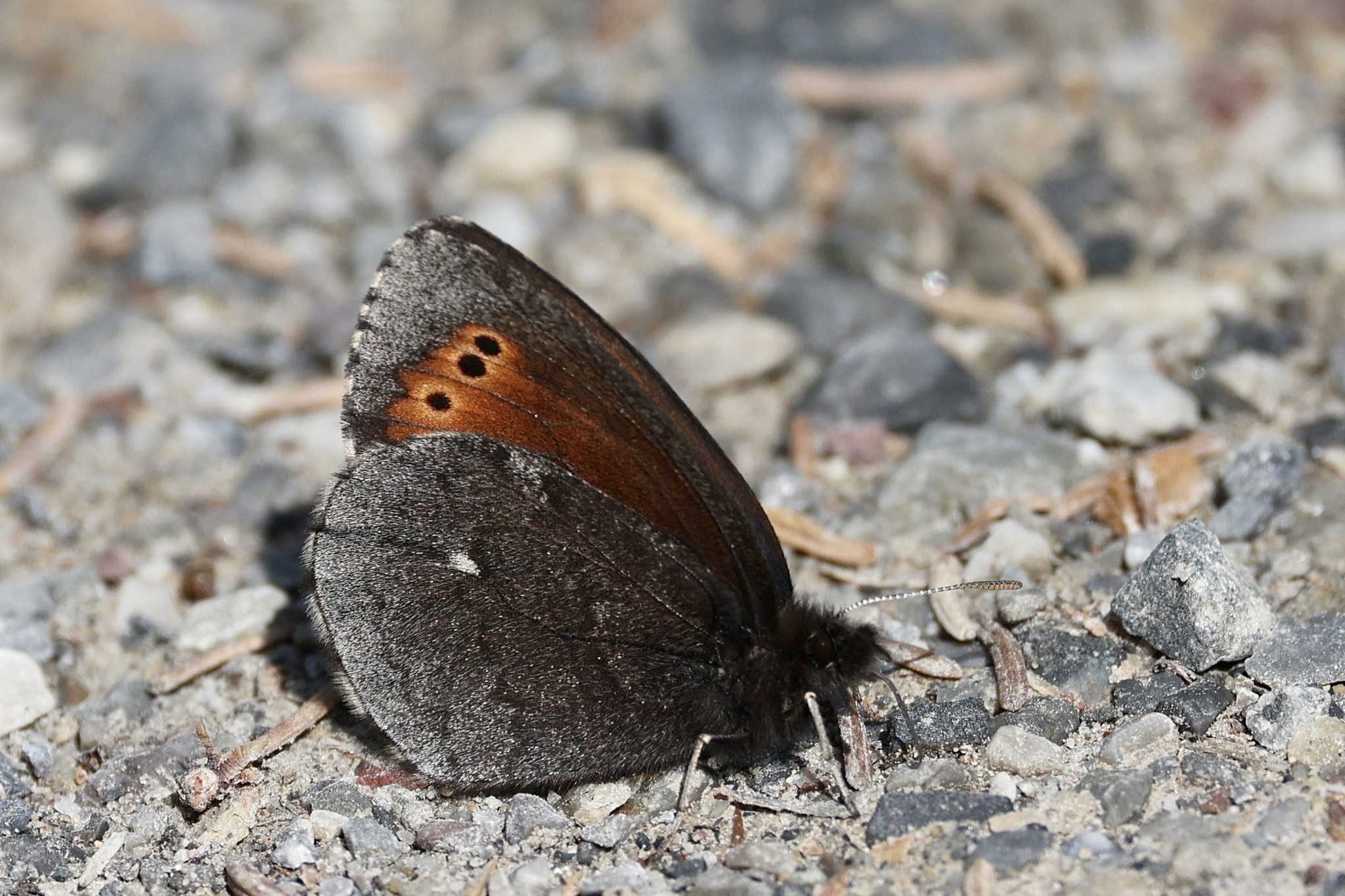 Taiga Alpine (Erebia mancinus) · iNaturalist