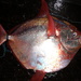 Southern Spotted Opah - Photo (c) Gonzalo Mucientes Sandoval, some rights reserved (CC BY-NC-SA), uploaded by Gonzalo Mucientes Sandoval