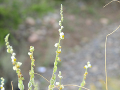 Monnina dictyocarpa