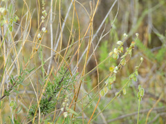 Monnina dictyocarpa
