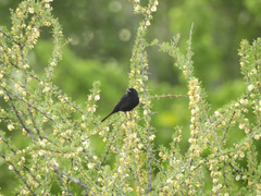 Knipolegus aterrimus