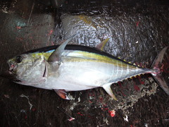 Thunnus obesus