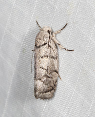 Lichenaula onychodes