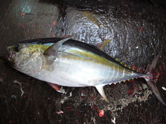 Thunnus obesus