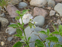 Solanum tweedianum
