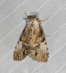 Alophosoma emmelopis