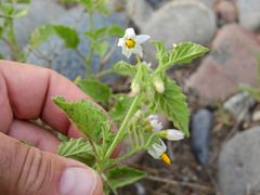 Solanum tweedianum