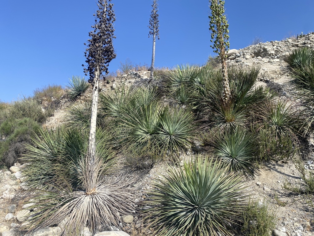 chaparral yucca from Redlands, CA, US on June 3, 2023 at 0427 PM by Aaron Echols · iNaturalist